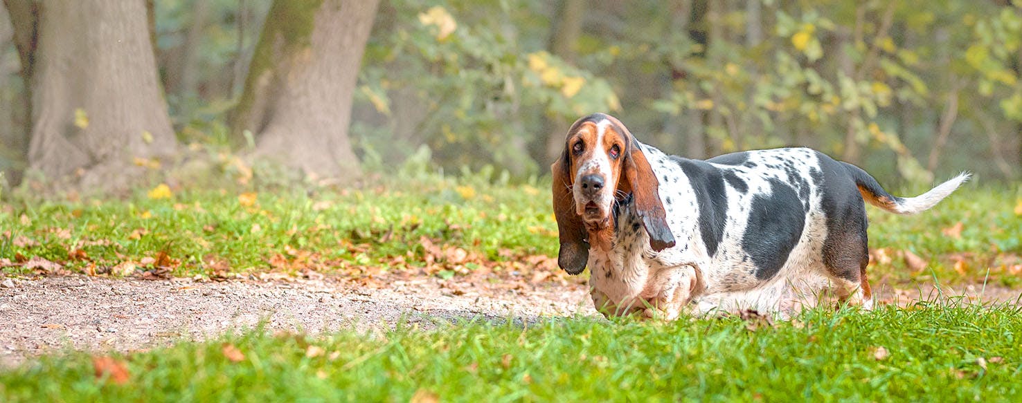 Zombieland Inspired Dog Names Popular Male and Female Names Wag!